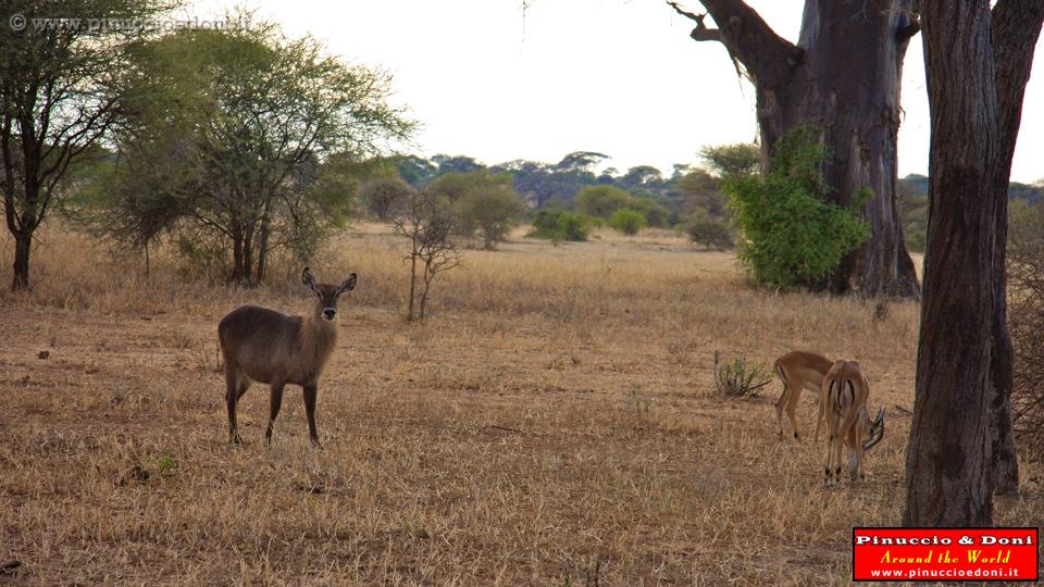 TANZANIA - Tarangire National Park - 39.jpg